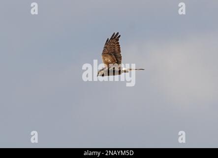 Harrier (Circus pygargus) de Montagu, femelle adulte à Flight Pologne Mai Banque D'Images