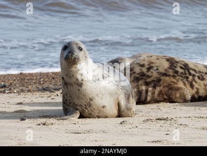 Les phoques gris (Halichoerus grypus) ont été transportés et se sont posés à Horsey Beach, à Norfolk, au Royaume-Uni, en janvier 2023, pendant la saison de mue. Banque D'Images