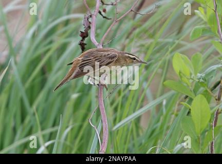 Paruline de carex (Acrocephalus schoenobaenus) adulte qui se croupe sur la végétation morte Pologne Mai Banque D'Images