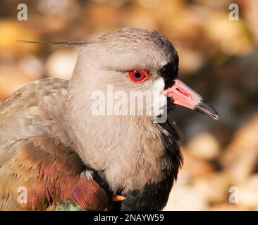 Tête d'oiseau aquatique au sud de la laponge Vanellus chilensis Banque D'Images