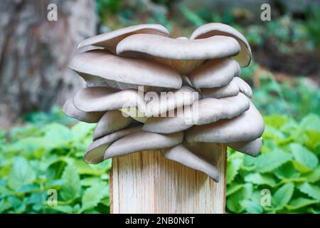 Un champignon savoureux et sain qui pousse sur les troncs d'arbres. Délicatesse saisonnière. Banque D'Images