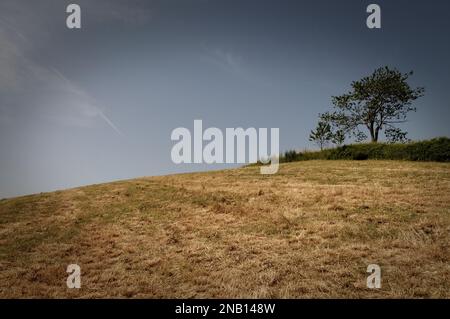 Été dans les Langhe (Alba), Piémont, Italie Banque D'Images