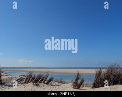 Un automne sec plante sur la plage de la mer du Nord sur l'île de Spiekeroog en Allemagne Banque D'Images