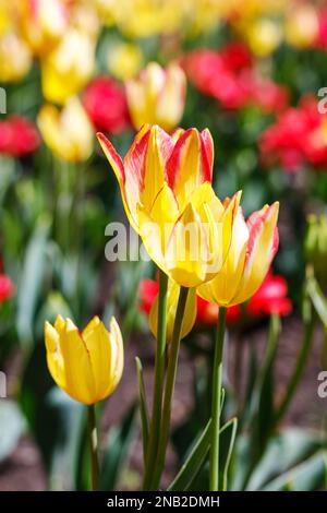 Champ de tulipes dans le parc au printemps. Fleurs dans le jardin au printemps. Fond naturel de fleur Banque D'Images