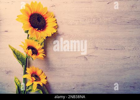Arrière-plan d'automne avec tournesols sur panneau de bois blanc.plante de tournesol. vue de dessus. Arrière-plan avec espace de copie. Banque D'Images