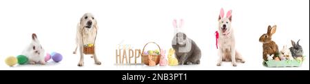 Ensemble d'animaux mignons avec œufs de Pâques sur fond blanc Banque D'Images
