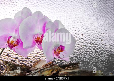 Trois fleurs d'orchidées blanc-rose sur fond de gouttes magnifiquement floues, carte de vœux, espace de copie Banque D'Images