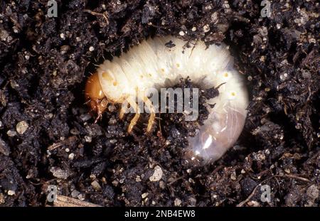 GROS PLAN SUR LES LARVES D'UN COLÉOPTÈRE NOIR AFRICAIN ADULTE (HETERONCHYCHUS ARATOR) UN PARASITE SCARABÉ INTRODUIT ET POUVANT ÊTRE UN PARASITE GRAVE DES PELOUSES. AUSTRALIE. Banque D'Images