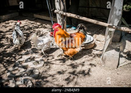 Poulets et coqs fertiles dans le coop de poulet. Terres agricoles et élevage de cour avec de la volaille. Élevage de volaille pour les œufs faits maison Banque D'Images