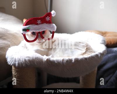 Mitzie le Flamepoint Siamese prétendant être le Père Noël Banque D'Images