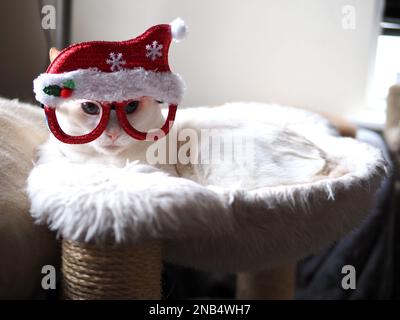 Mitzie le Flamepoint Siamese prétendant être le Père Noël Banque D'Images