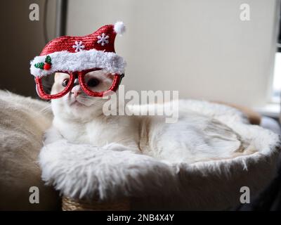 Mitzie le Flamepoint Siamese prétendant être le Père Noël Banque D'Images