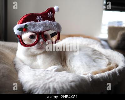 Mitzie le Flamepoint Siamese prétendant être le Père Noël Banque D'Images
