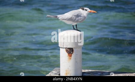 Vous pourrez profiter de la brise côtière pendant l'été et prendre la compagnie d'un mouette sur la promenade surplombant la mer des Caraïbes depuis les îles Caïmans Banque D'Images