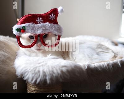 Mitzie le Flamepoint Siamese prétendant être le Père Noël Banque D'Images