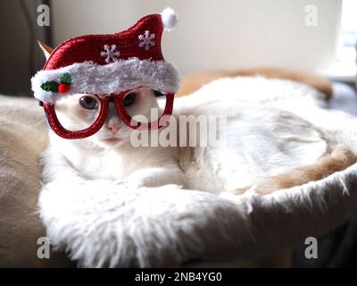 Mitzie le Flamepoint Siamese prétendant être le Père Noël Banque D'Images