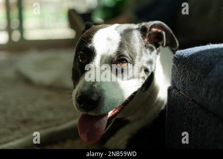 Portrait d'un chien noir et blanc qui se trouve au soleil dans le salon Banque D'Images