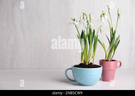 De magnifiques gouttes de neige plantées dans des tasses sur une table en bois blanc. Espace pour le texte Banque D'Images