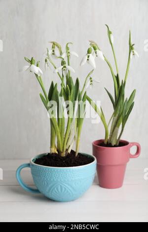 De magnifiques gouttes de neige plantées dans des tasses sur une table en bois blanc Banque D'Images