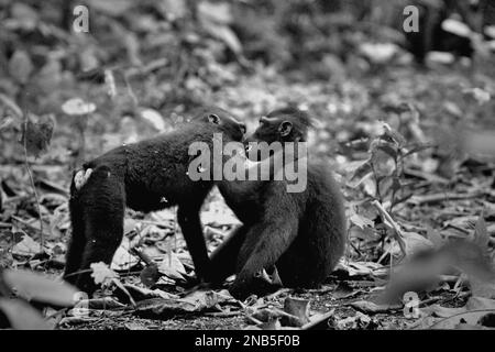 Les macaques à cragoût noir de Sulawesi (Macaca nigra) sont photographiés car ils montrent un comportement agressif les uns envers les autres dans la forêt de Tangkoko, au nord de Sulawesi, en Indonésie. Les scientifiques primates ont découvert que les comportements agressifs (menace et attaque) font partie des activités sociales macaques endémiques. Banque D'Images