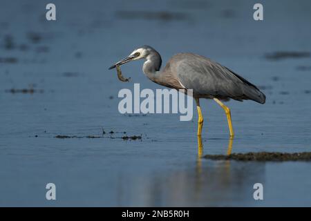 Egretta novaehollandiae - crabes et crevettes à tête blanche à marée basse en Australie occidentale. Oiseau gris avec visage blanc et pattes jaunes Banque D'Images