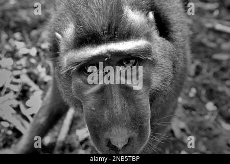 Un curieux macaques à crête noire de Sulawesi (Macaca nigra) est photographié alors qu'il regarde l'objectif de l'appareil photo dans la réserve naturelle de Tangkoko, au nord de Sulawesi, en Indonésie. Banque D'Images