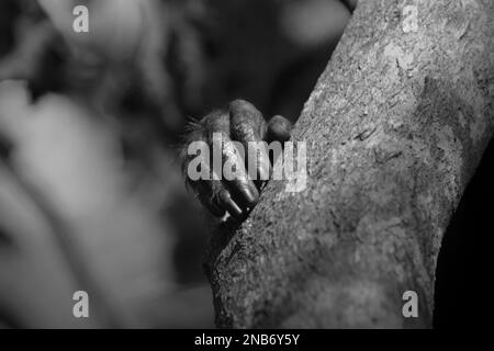 Les doigts d'un macaque à crête noire (Macaca nigra) sont photographiés sur une branche d'arbre, alors qu'il repose dans la forêt de Tangkoko, Sulawesi du Nord, Indonésie. Banque D'Images