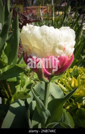 La fleur insolite d'une tulipe de glace avec une fleur de couleur crème double au sommet d'un « cône » pétale rouge. Banque D'Images