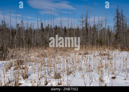Les montagnes Adirondack terres humides sauvages en hiver avec une bande de quenouilles, de renflous ou de plantes Typha sur le bord du marais couvert de neige. Banque D'Images