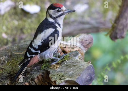 Grand pic tacheté [ Dendrocopos Major ] oiseau juvénile sur une vieille souche Banque D'Images