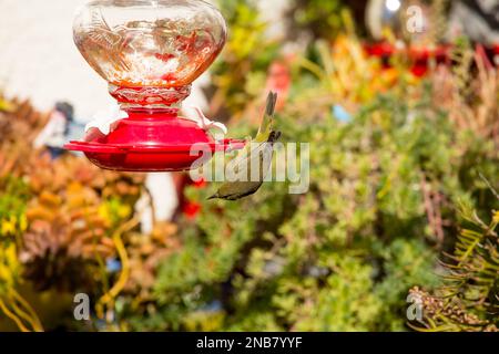 Paruline à couronne d'orange Leiothlyphes celata se nourrissant sur le nectar d'un mangeoire à colibris en Californie, États-Unis Banque D'Images