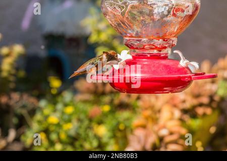 Colibri rufous ( Selasphorus rufuson ) sur un mangeoire de jardin dans le sud de la Californie, Etats-Unis Banque D'Images