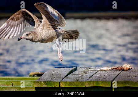 Un jeune Goéland argenté américain (Larus argentatus) vole après s'être nourri d'un poisson mort, le 13 février 2023, à Bayou la Berre, Alabama. Banque D'Images