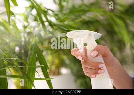 Femme pulvérisant des feuilles de plantes de maison à l'intérieur, gros plan Banque D'Images