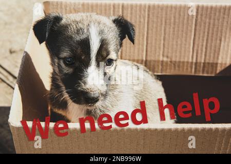 Chiot errant dans une boîte en carton à l'extérieur. Bébé animal Banque D'Images