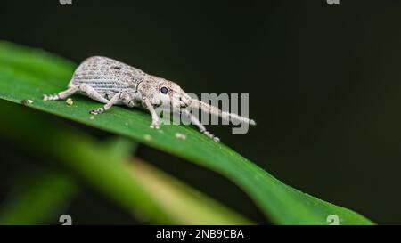 Le charançon blanc du coléoptère reposant sur une feuille verte et la rosée baisse le matin, photo d'insecte en Thaïlande. Banque D'Images