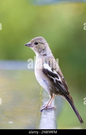 Chaffinch [ Fringilla coelebs ] oiseau féminin sur le bord de la piscine Banque D'Images