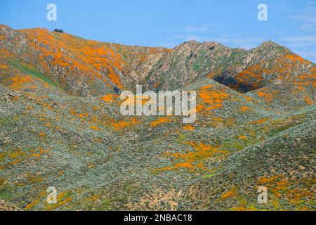 Los Angeles, États-Unis. 13th févr. 2023. Les coquelicots de Californie fleurissent à Walker Canyon, dans le lac Elsinore. Les responsables du lac Elsinore ont annoncé que les champs de pavot populaires de Walker Canyon seront fermés jusqu'à ce que la floraison des fleurs sauvages soit terminée. Crédit : SOPA Images Limited/Alamy Live News Banque D'Images