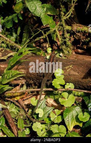 Ameiva Lizard d'Amérique centrale originaire d'Amérique centrale Banque D'Images