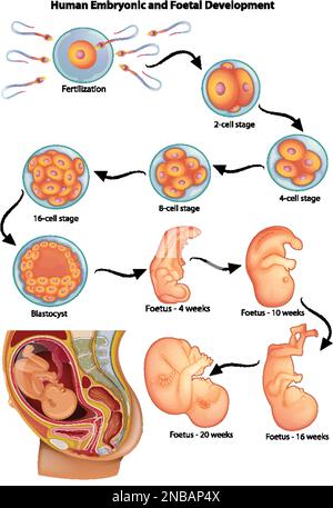 Illustration montrant les étapes du développement embryonnaire humain Illustration de Vecteur