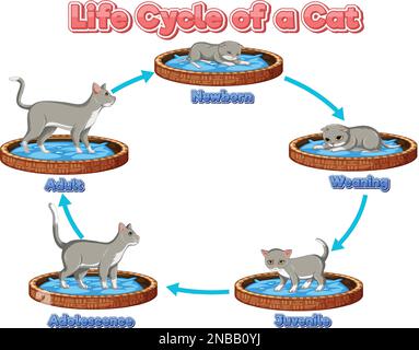 Science cycle de vie de l'illustration de chat Illustration de Vecteur