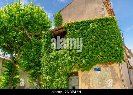 Un bâtiment historique couvert de lierre dans la vieille ville médiévale de Saint-Rémy dans la région Provence Côte d'Azur du Sud de la France. Banque D'Images