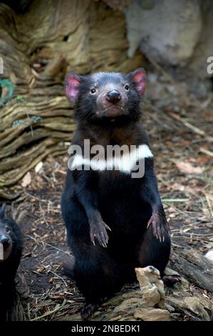 Les diables de Tasmanie (Sarcophilus Harrisii) sont célèbres pour leur férocité. Cette photo montre à quel point ils sont vraiment mignons! Sanctuaire de Healesville à Victoria. Banque D'Images