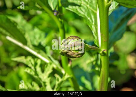 Aubergines de pois thaïlandais (aubergines de pois), également connues sous le nom d'aubergines rondes thaïlandaises. Banque D'Images