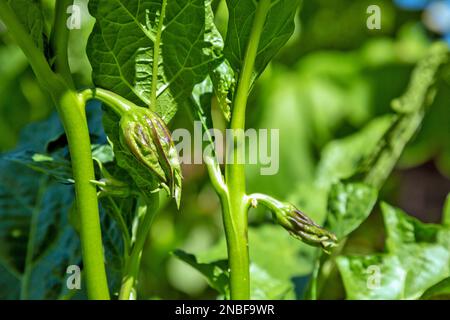 Aubergines de pois thaïlandais (aubergines de pois), également connues sous le nom d'aubergines rondes thaïlandaises. Banque D'Images