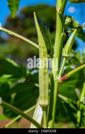 Okra ou okro Abelmoschus esculentus, également connu sous le nom de lady finger . Banque D'Images