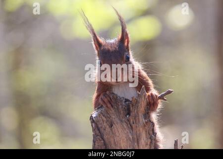 Un gros plan d'un écureuil commun (Sciurus vulgaris) sur un tronc cassé sur un fond flou Banque D'Images