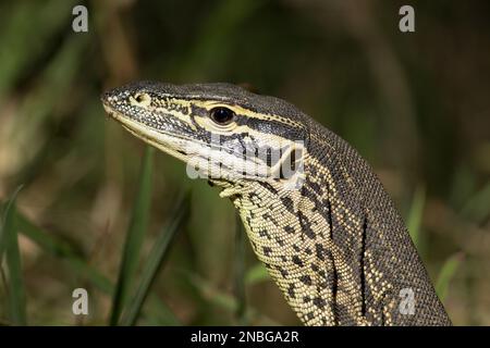 Moniteur à points jaunes (Varanus panoptes) montrant la très grande entrée d'oreille des lézards de moniteur. Varanus panoptes panoptes Bundaberg Australiai Banque D'Images