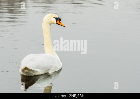 Gros plan d'un Cygne flottant, Cygnus color, avec des gouttelettes d'eau sur la tête et le cou, avec un magnifique tube nasal noir et un bec orange Banque D'Images