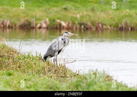 Gros plan sur le Grand Héron bleu, Ardea cinerea, debout au bord de l'eau en attendant la proie de passage Banque D'Images